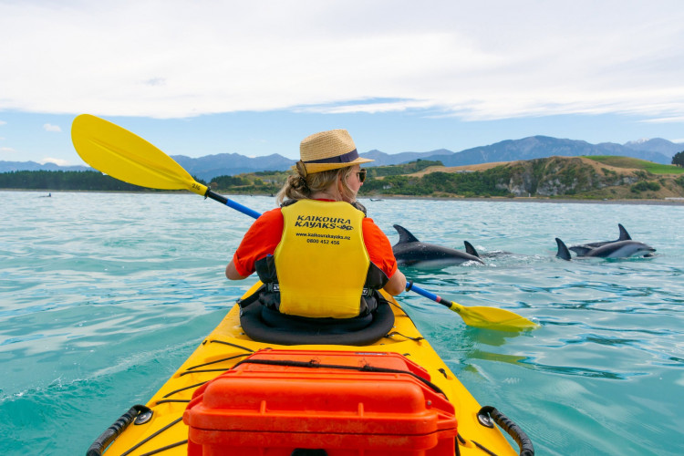 kaikoura kayaks dolphin pod copy